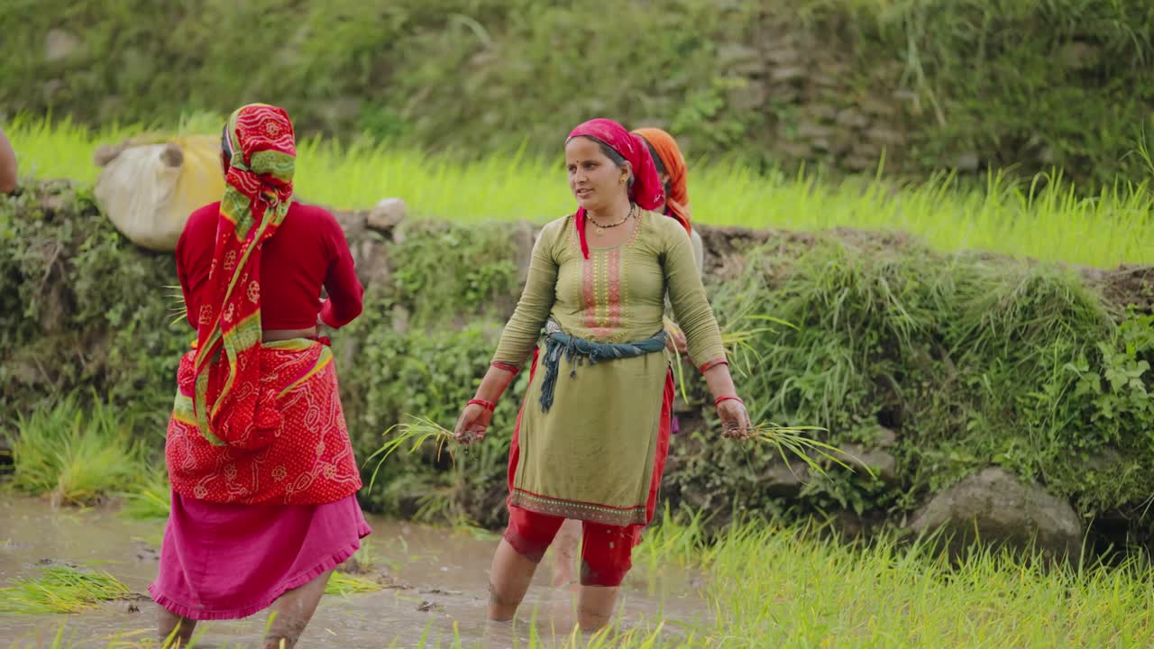 Smiling Indian woman with muddy hands planting rice in wetland field, engaging with camera, 4k video