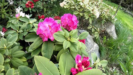 bee feeding on the pink flower on the garden