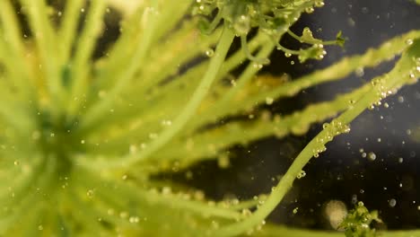 planta botánica alienígena con burbujas claras y movimiento de escombros 60fps
