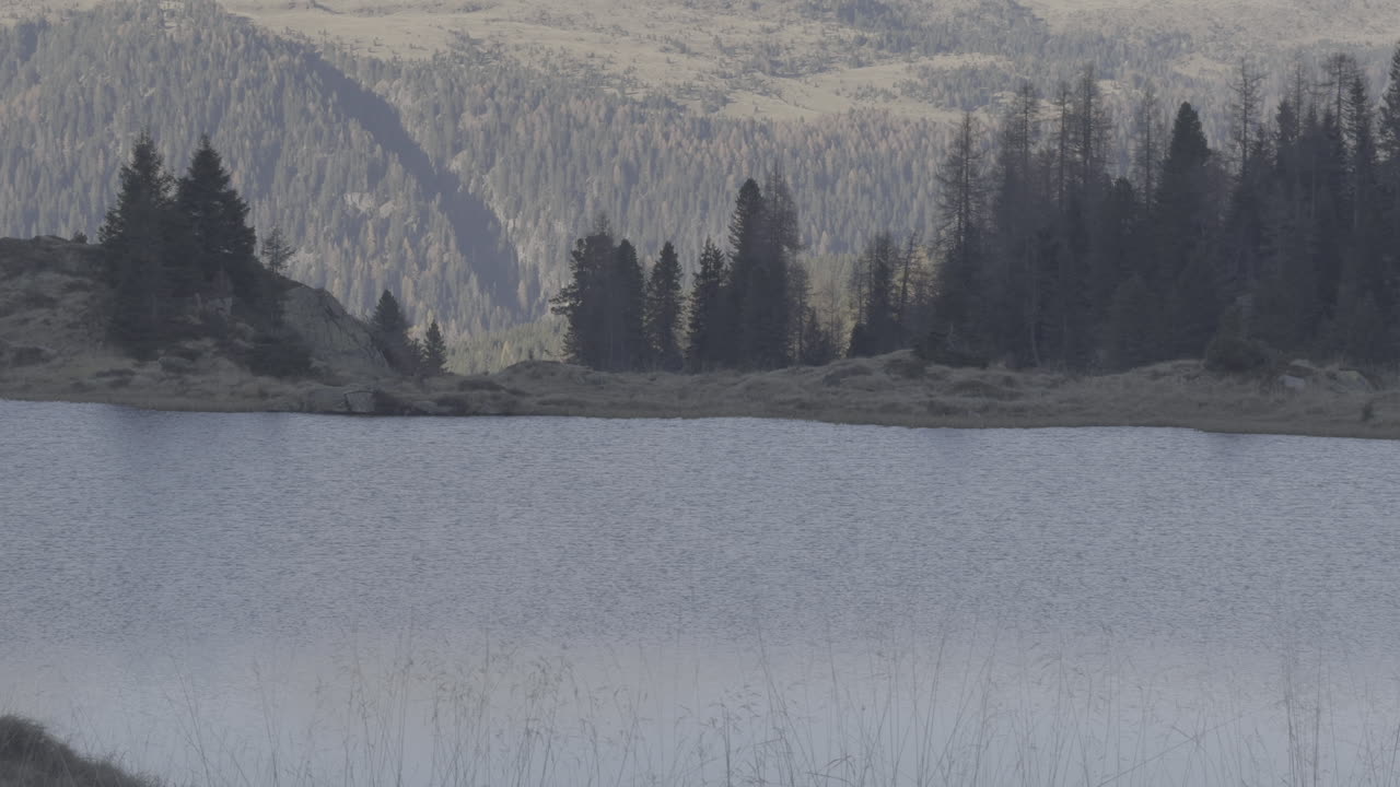 Mountain Lake with Alpine Forest