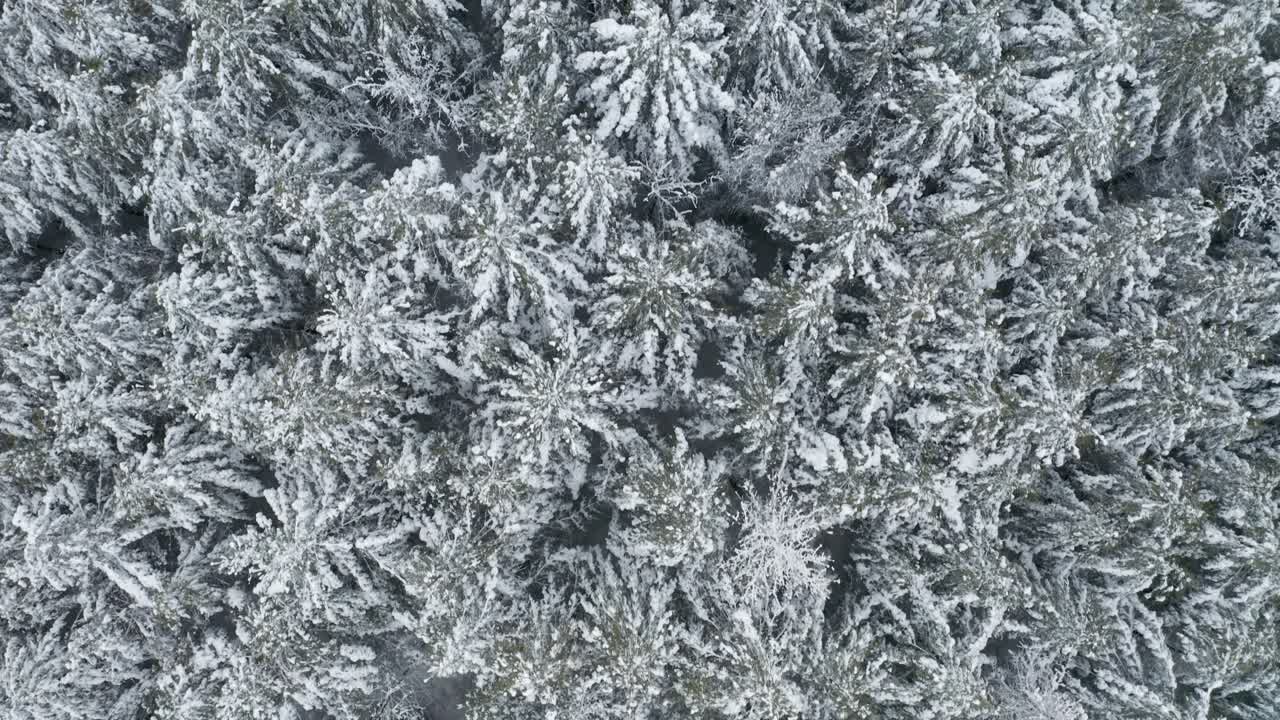 el paisaje invernal de las maravillas mirando hacia abajo a los árboles de hoja perenne cubiertos de nieve en un entorno remoto y salvaje después de las nevadas frescas