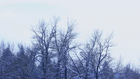 Snowfall-on-Dead-Trees-in-Montana-During-Winter-4K