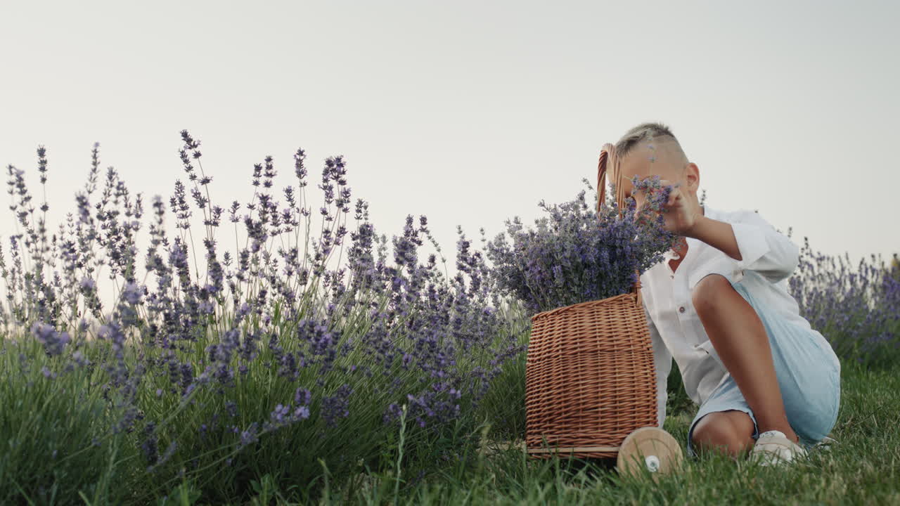 un niño se sienta junto a una canasta de madera con lavanda en un campo de lavanda