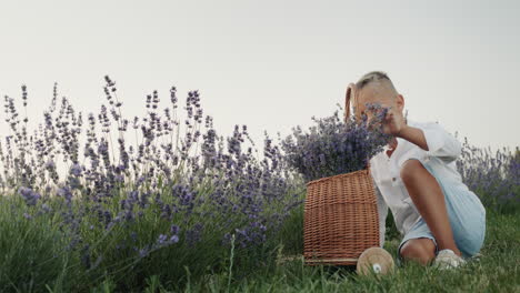 a boy sits by a wooden basket with lavender in a lavender field