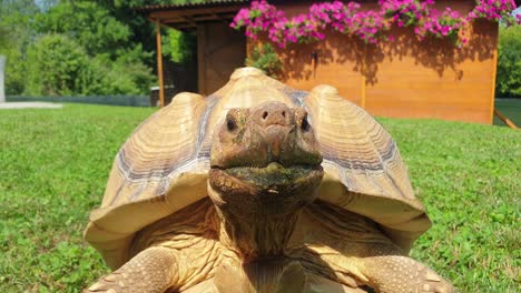 Sulcata-Schildkröte-Bewegt-Sich-Schnell-Und-Versucht,-Die-Kamera-Zu-Erreichen