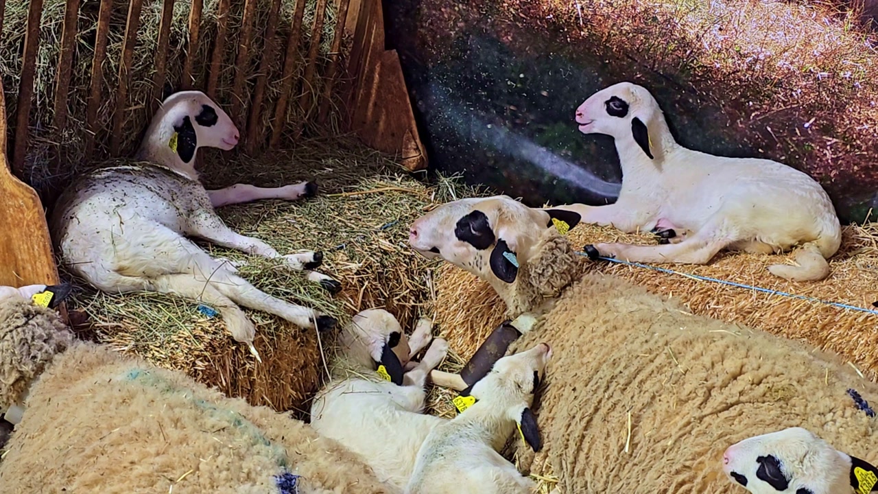 Sheep and lambs resting on hay bales inside farm shelter, calmly chewing in rural environment