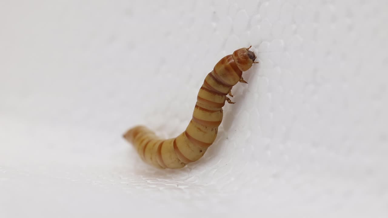 A Giant Mealworm on a polystyrene box