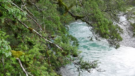 Perspective-shift-from-green-gnarled-old-trees-to-river-rapids-below