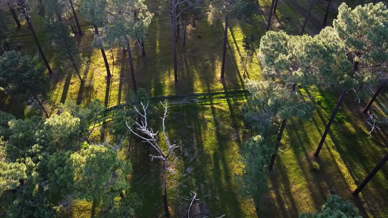 estática aérea del sendero y la luz a través del bosque de pinos, gnangara, perth, wa