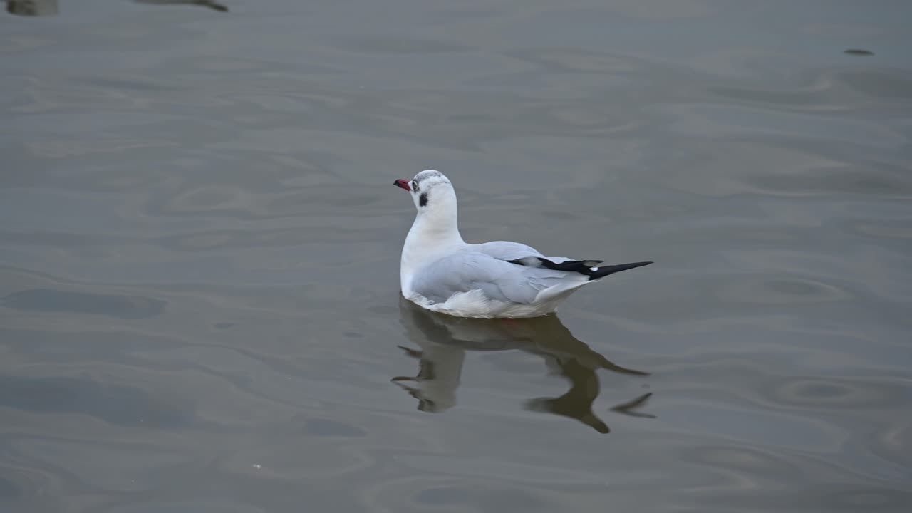 gaviota, laridae, flotando en el agua durante la tarde, bueng boraphet, samut prakan, tailandia
