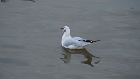 Gaviota,-Laridae,-Flotando-En-El-Agua-Durante-La-Tarde,-Bueng-Boraphet,-Samut-Prakan,-Tailandia