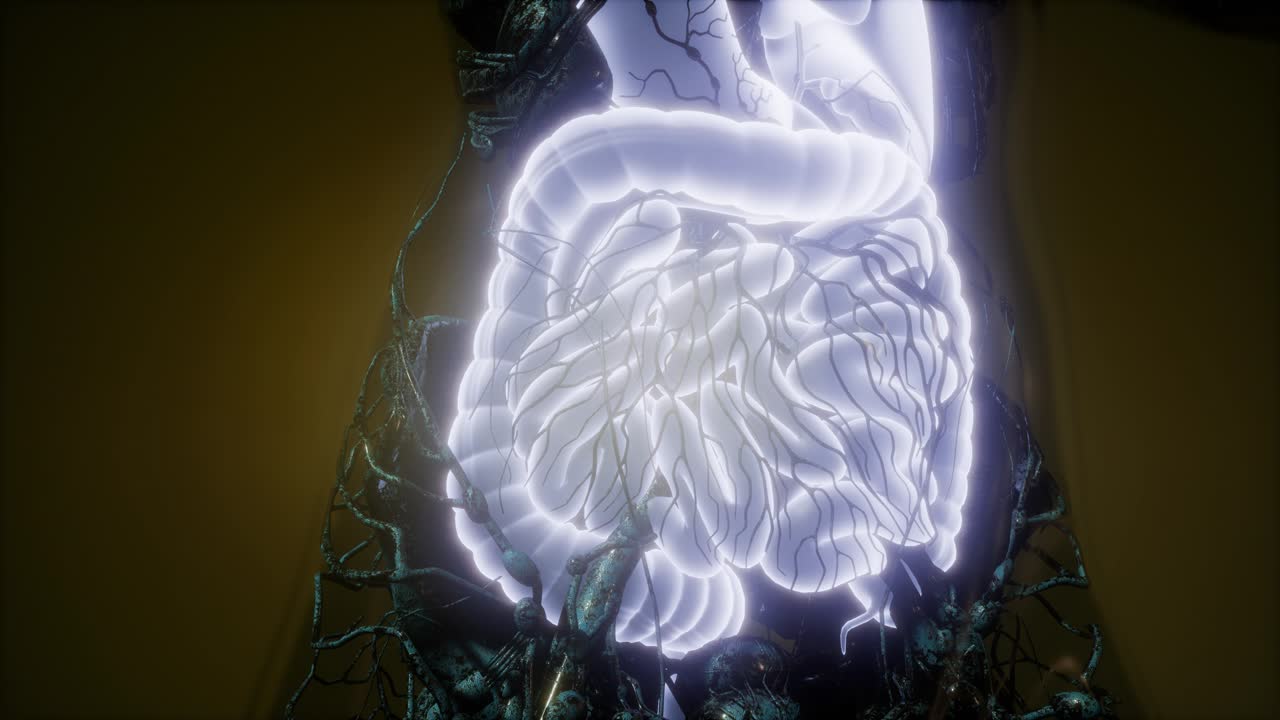 cuerpo humano con sistema digestivo visible