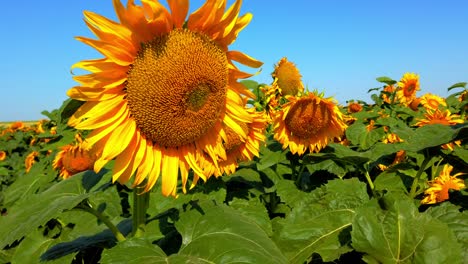 agricultural field of sunflowers. shooting in the summer in the countryside.