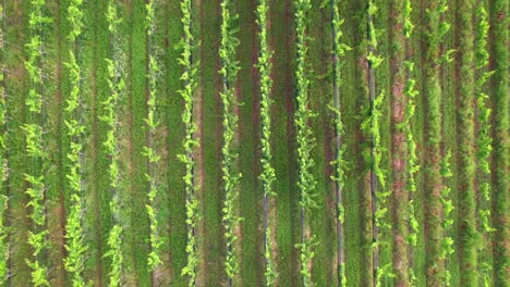 Aerial-footage-of-a-grape-vineyard-in-Stonewall-Texas