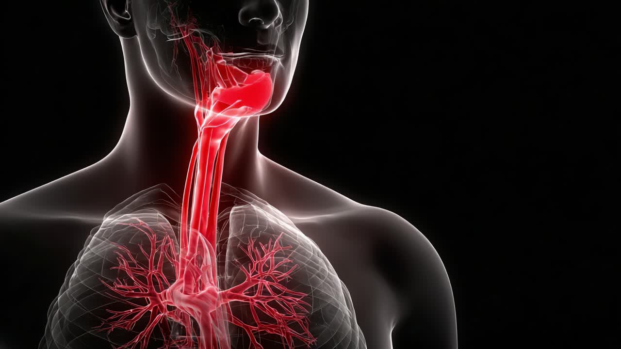 Rappresentazione dettagliata del sistema respiratorio umano che evidenzia la trachea e i polmoni con un focus sul flusso dei vasi sanguigni illustrato in vivaci colori rossi