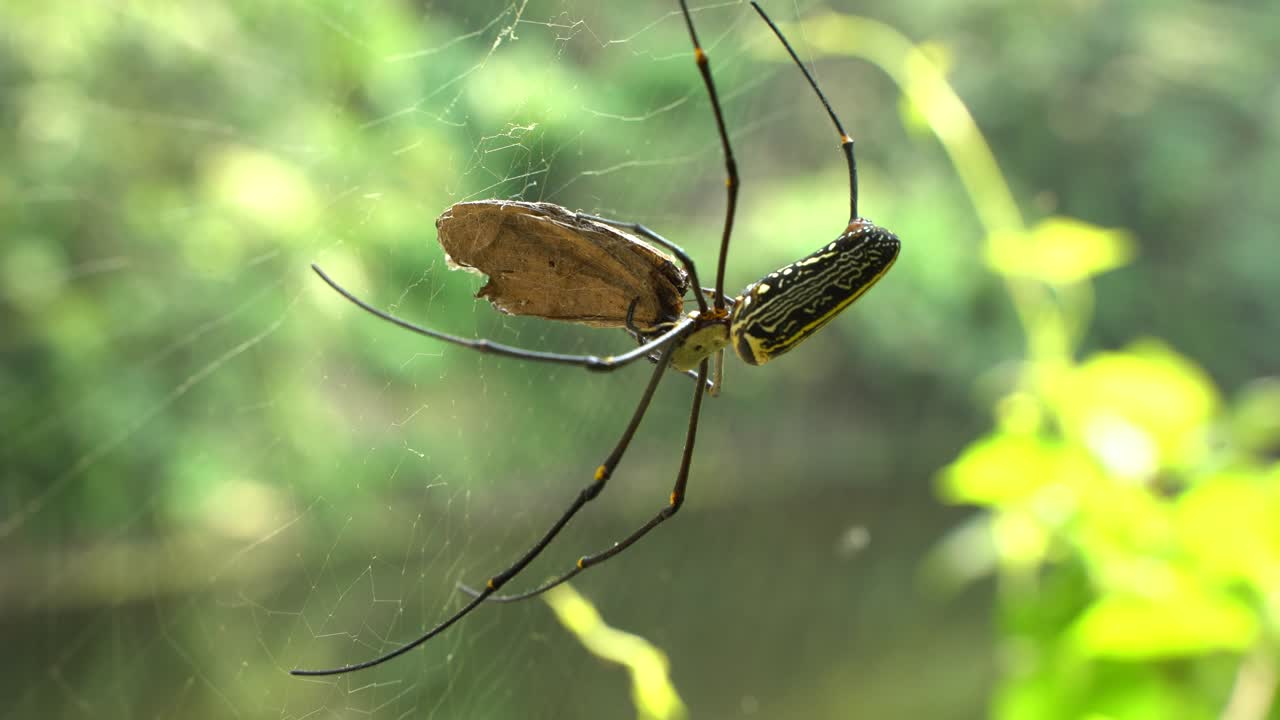 la araña se sienta dentro de su red para atrapar a su presa
