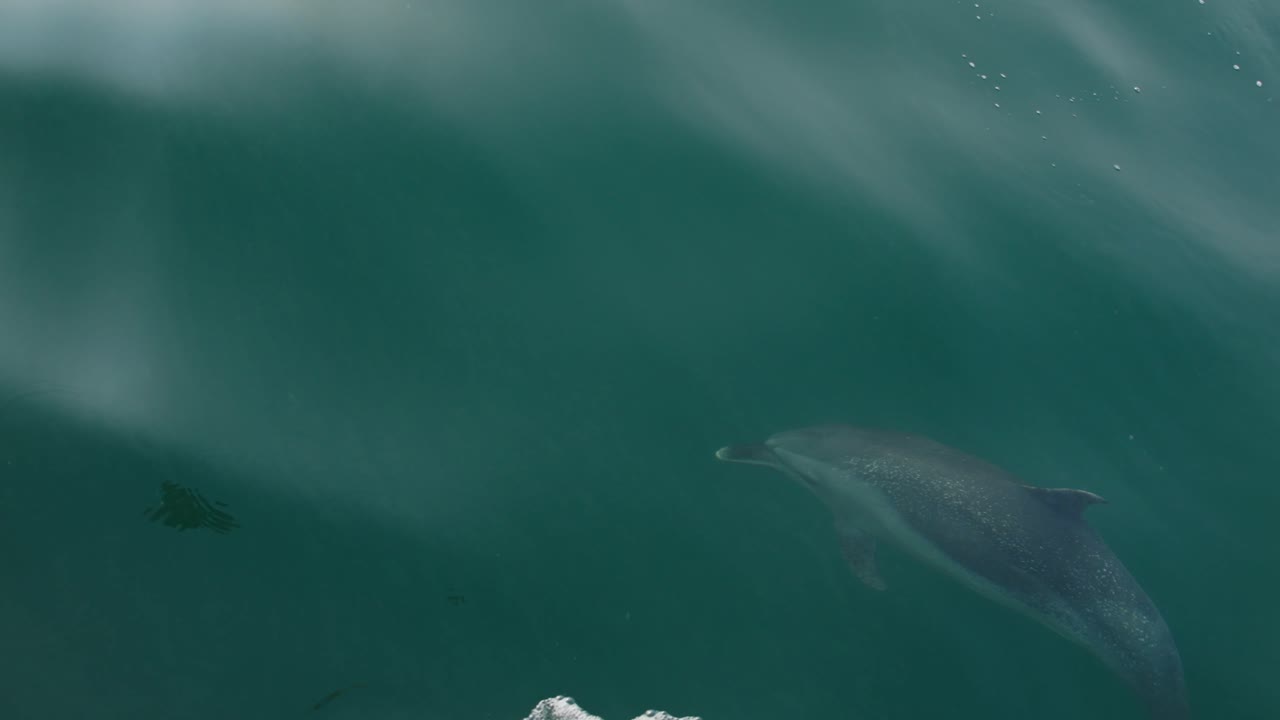 Dolphin swimming underwater in Piura, Peru, with clear turquoise water and calm environment