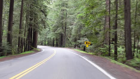 pov footage of driving on the avenue of the giants