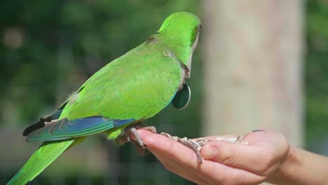 video impresionante de loros comiendo semillas de la mano de una chica caucásica