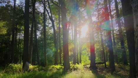 Smooth-drone-video-footage-of-a-magical,-lush,-green-forest-with-beautiful-golden-light-during-summer