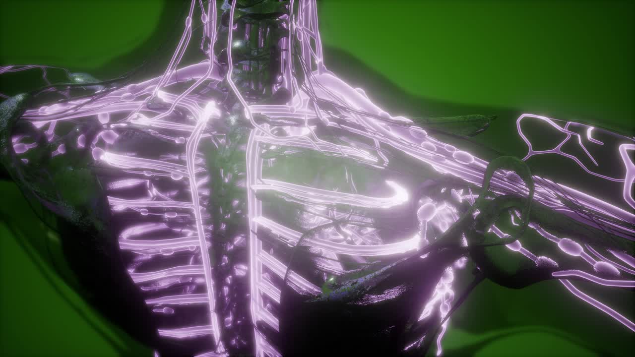 cuerpo humano con vasos sanguíneos brillantes