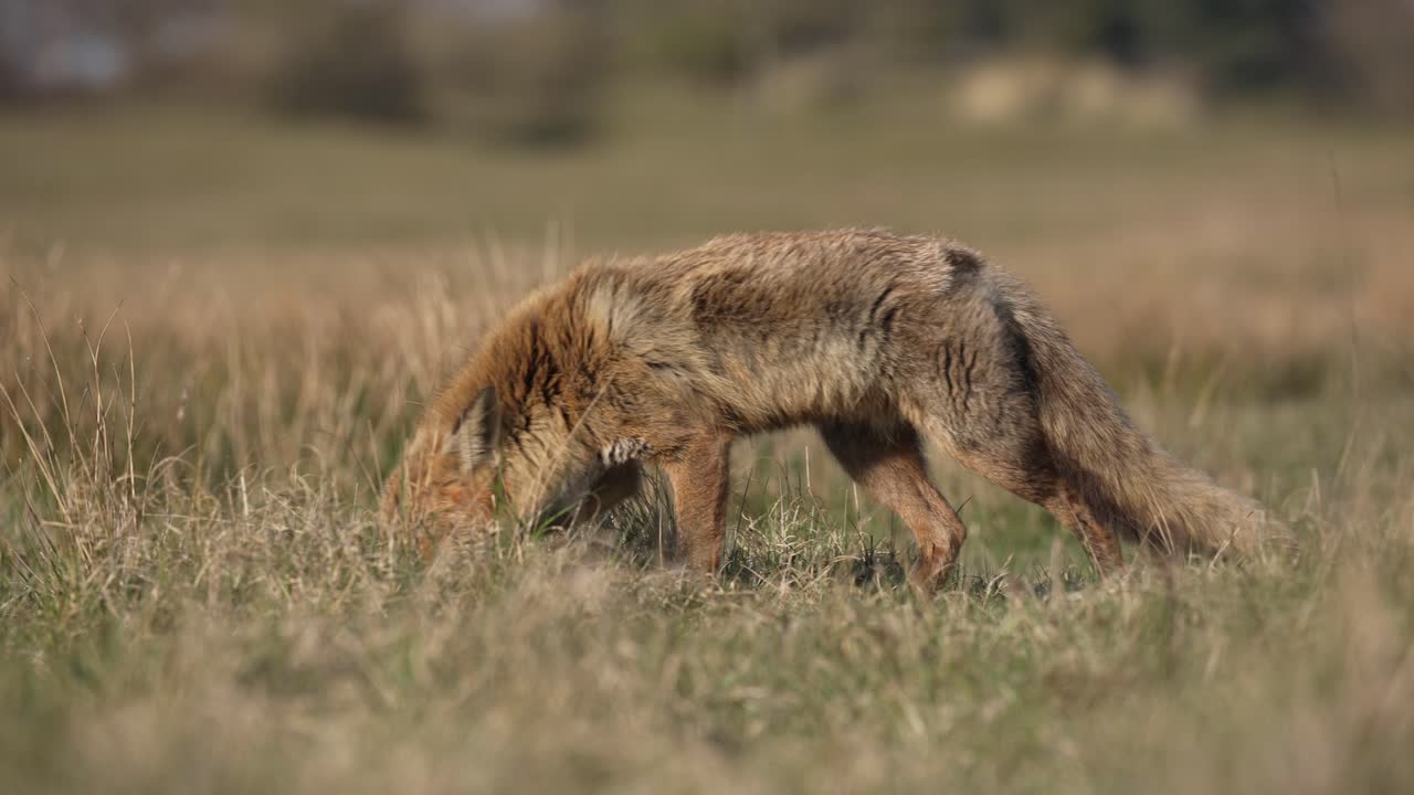 zorro rojo buscando alimento en un campo