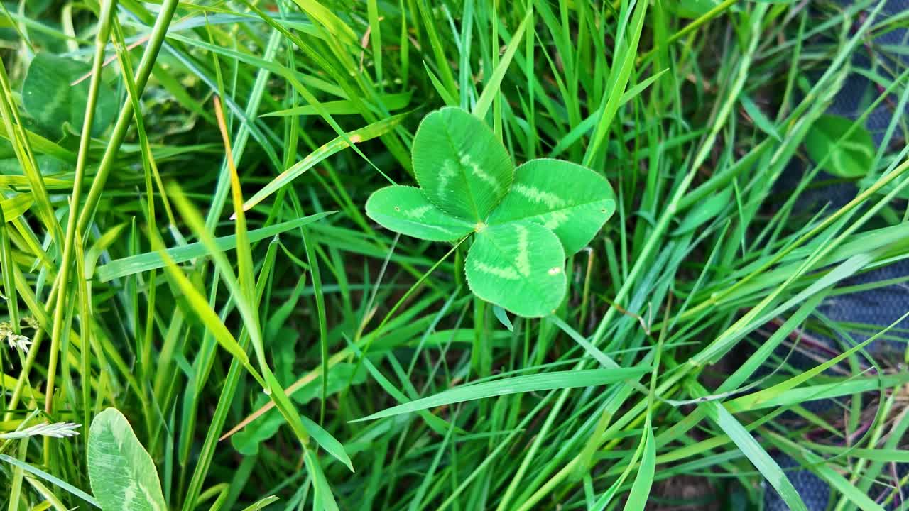Close-up of a rare four-leaf clover nestled in green grass, symbol of luck and natural beauty.