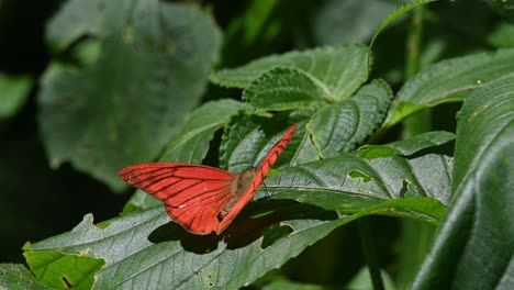 seen on top of the leaf slightly angled while casting shadow then takes off