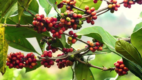 zoom out view of coffee plants during harvesting