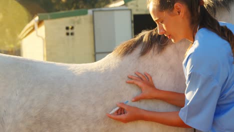 veterinarian doctor giving an injection to the horse 4k