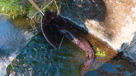 Japanischer-Riesensalamander-Im-Fluss,-Der-Zur-Erhaltung-Gefangen-Wird