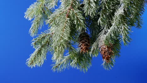 snow covered tree branches pine cones bluescreen for compositing
