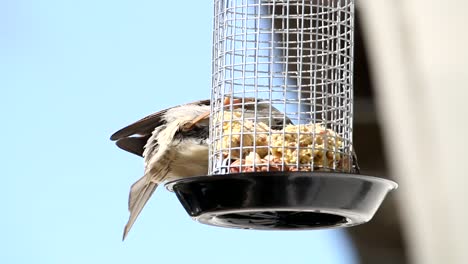 two eurasian tree sparrow balancing in the feeding cage