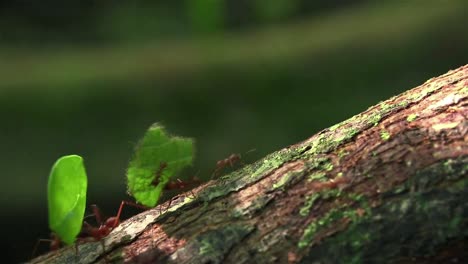 Leafcutter ants move across a tree branch