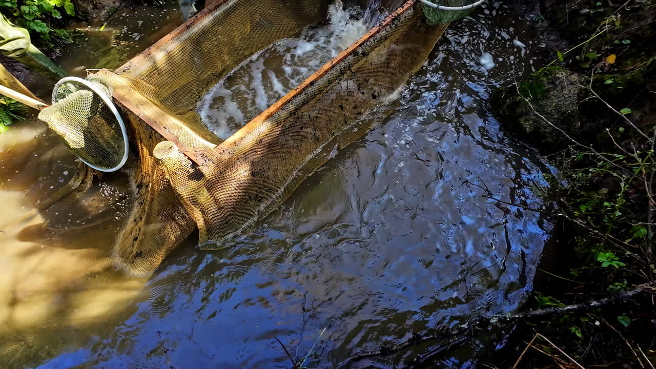 Man Catching Fish With A Scoop Net WHile Draining The Fish Pond.