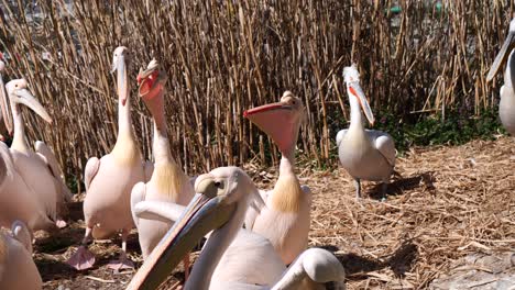 Close-up-shot-showing-group-of-pelicans-in-hay-field-during-sunny-day-in-nature