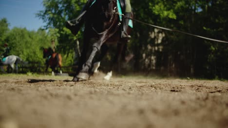 horse close up running around in the field with a rider in green trousers