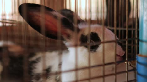 bunny inside cage in 4k. domesticated rabbit inside organic farm. animal behind bars