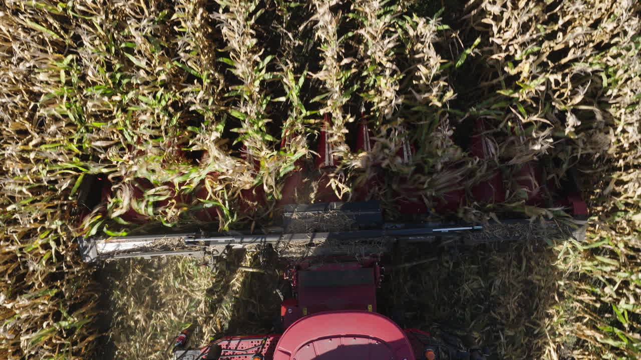 Combine Harvester's Threshing Machine Cutting Through Crops, Aerial Top Down