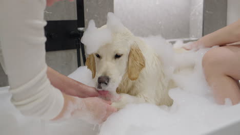 dog getting a bath