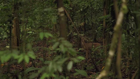 ver ciervos comiendo hojas en el bosque