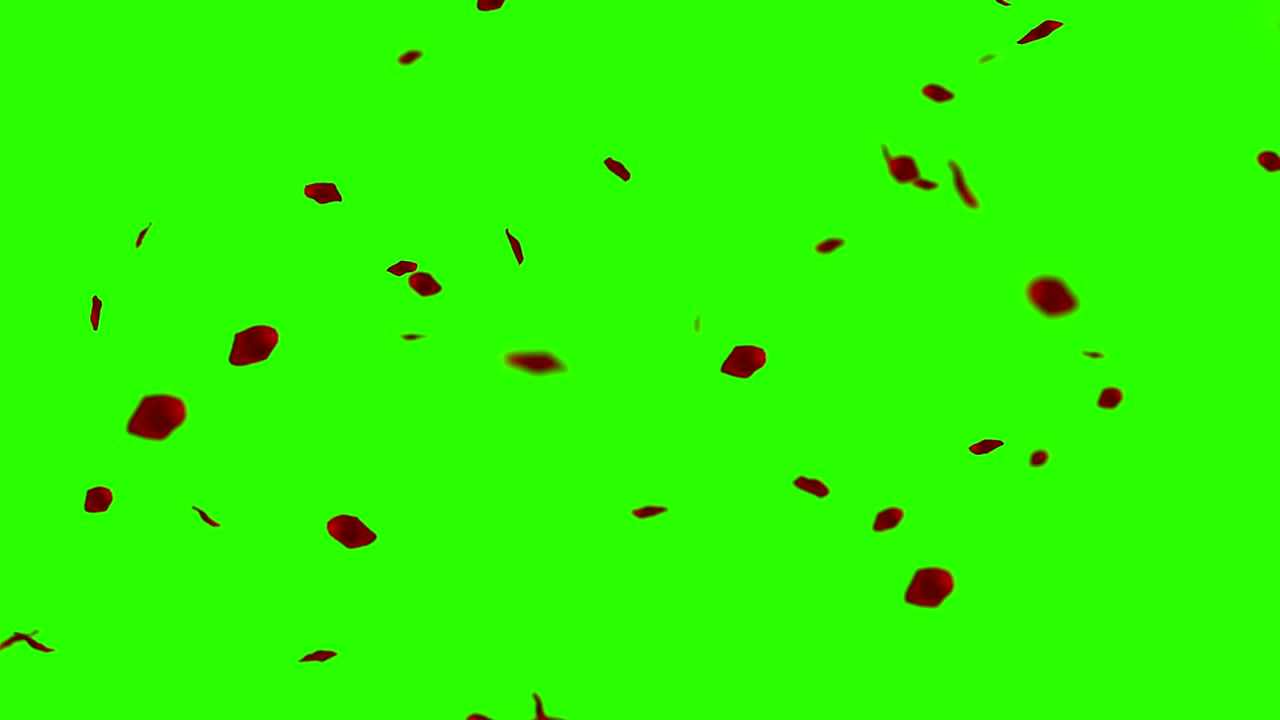 크로마 키, 녹색 화면 배경, 휴일 사랑, 관계 및 발렌타인 데이에 날아가는 빨간 장미 잎자루