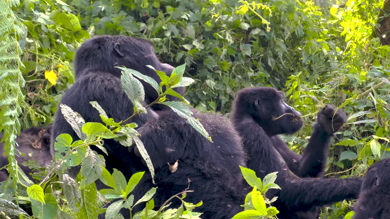 Gorilla di montagna selvatici nella fitta vegetazione verde nel Parco Nazionale impenetrabile di Bwindi, Uganda, che mostrano un comportamento sociale naturale durante un safari di trekking, scatto teleobiettivo ravvicinato