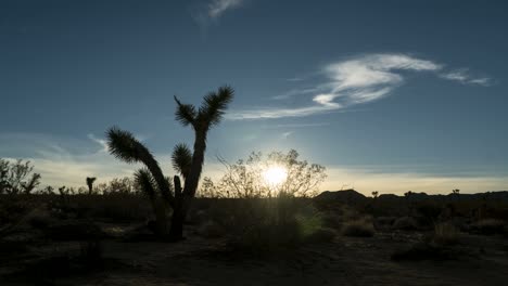 joshua tree sunset time lapse