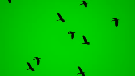 birds flock flying on green screen background, wild birds on high view show freedom of life