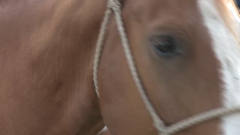 close up  of horse with woven bridle