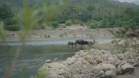 water buffalo by river in rural landscape