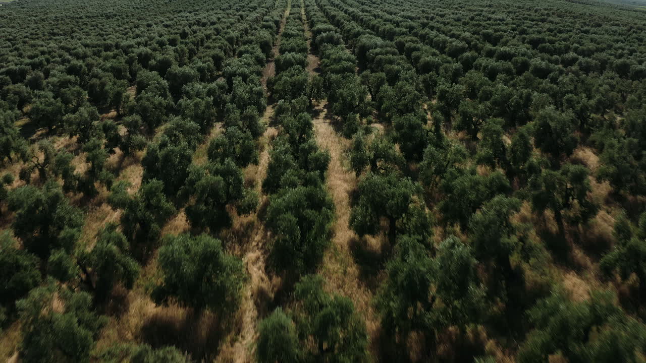 A olive trees field view in Apulia region, Italy.