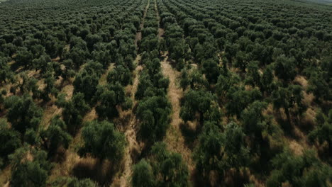 a olive trees field view in apulia region, italy.