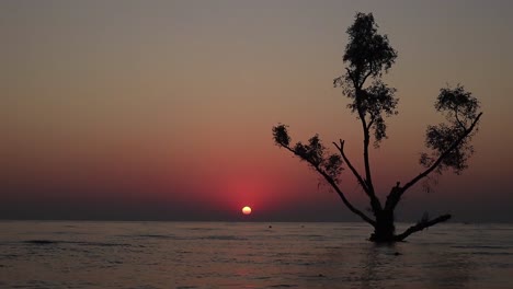 Hermosa-Puesta-De-Sol-Con-Un-árbol-En-Medio-Del-Mar